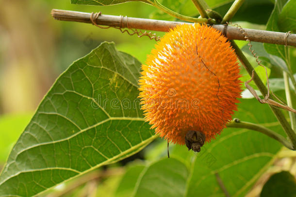 gac水果、菠萝蜜、带刺苦瓜、甜咕噜或<strong>椰青</strong>葫芦