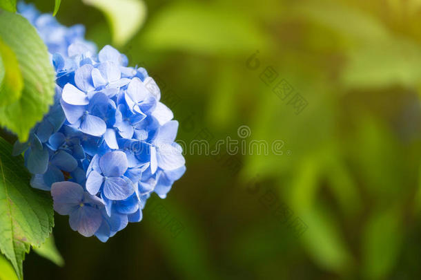 日本的蓝色绣球花