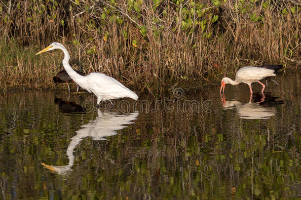 伟大的白鹭，白色的ibis，光滑的ibis，<strong>梅里特岛</strong>国家wi