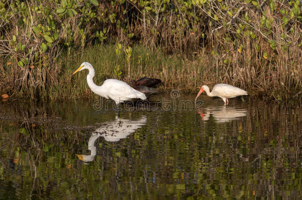 伟大的白鹭，白色的ibis，光滑的ibis，<strong>梅里特岛</strong>国家wi