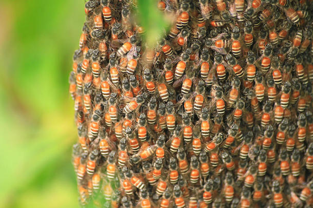 蜜蜂昆虫，蜜蜂飞在树枝上