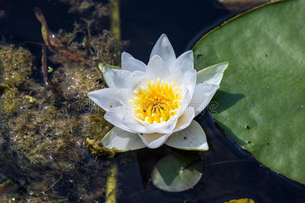 <strong>漂浮</strong>的睡莲花，小虫子和大<strong>绿叶</strong>在黑暗肮脏的沼泽中