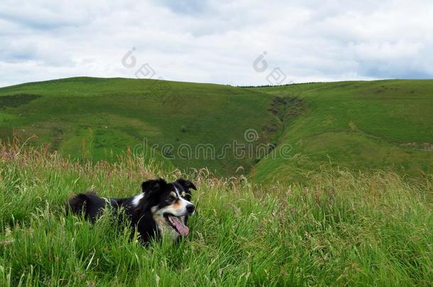 可爱的黑<strong>白边</strong>境牧羊犬躺在长草里
