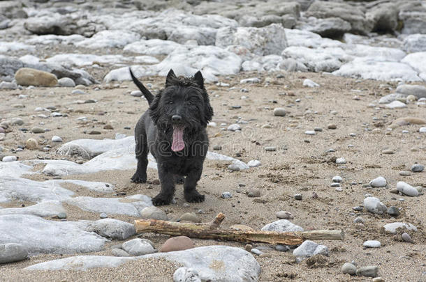 可爱的黑色猎犬在岩石海滩上岩石海滩上玩耍