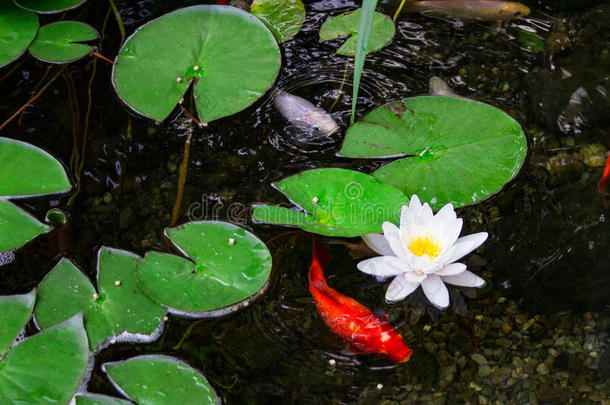 锦鲤池