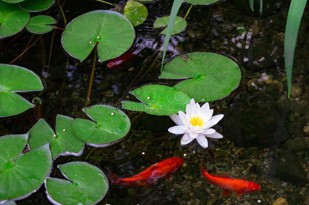 锦鲤池