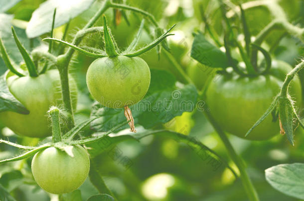 绿色西红柿。 农业理念，绿色食品背景