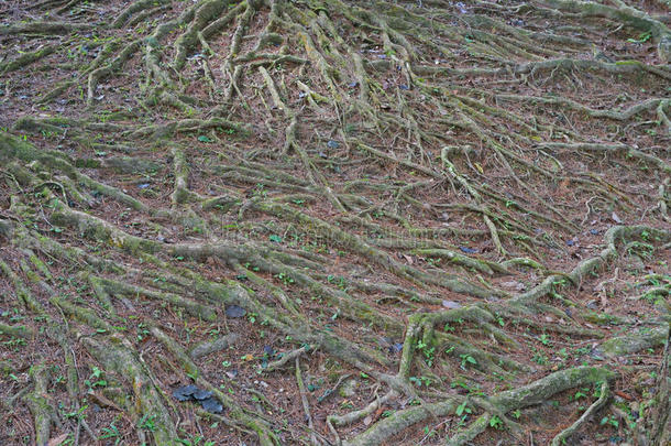 森林中一棵树的地上根的细节。