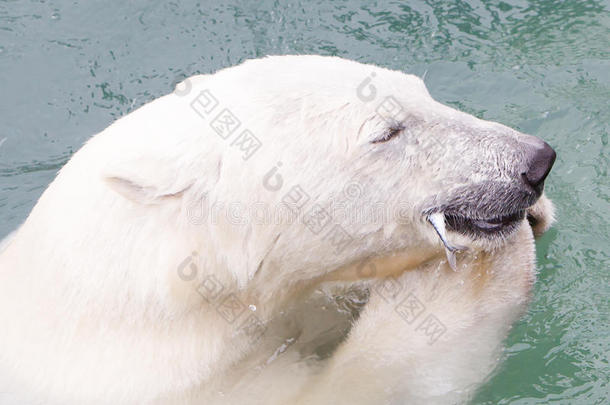 吃鱼的Polarbear（冰熊）的特写