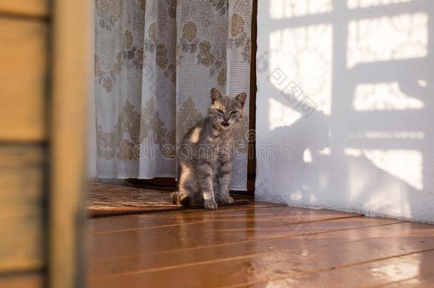 猫坐在村子里一所房子的门廊上