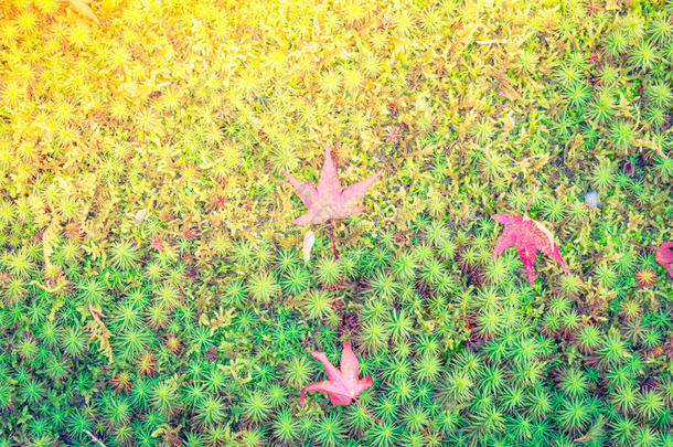 红黄的秋天枫叶在清新的春天绿草上