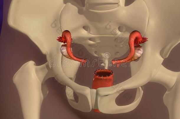 解剖子宫颈尾骨子宫内膜异位症输卵管