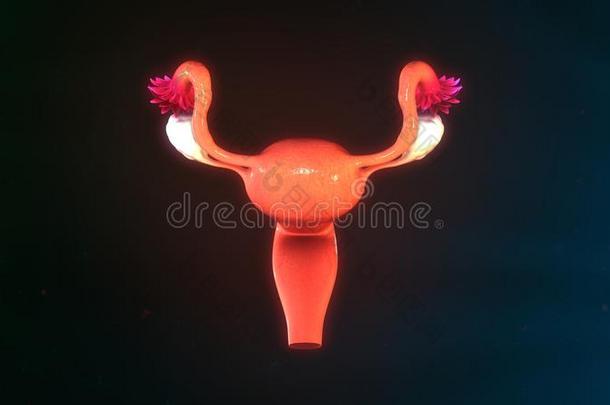 解剖学解剖肛门动脉膀胱