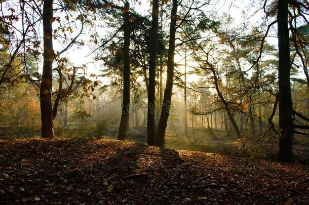 清晨的阳光穿过树林
