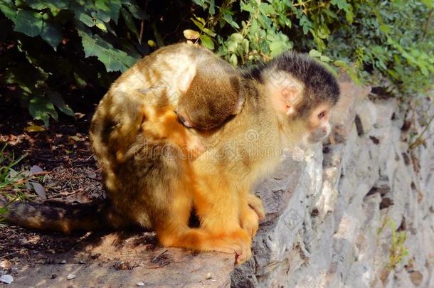 可爱的黑帽松鼠猴子，背上有睡觉的婴儿