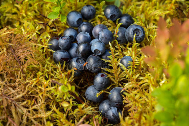 美味的成熟蓝莓躺在<strong>松林</strong>中的黄<strong>绿色</strong>软苔上