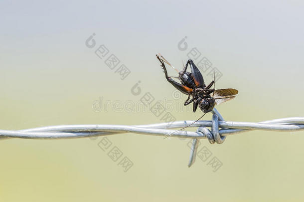 田野蟋蟀被一只伐木人的撞击在铁丝网上