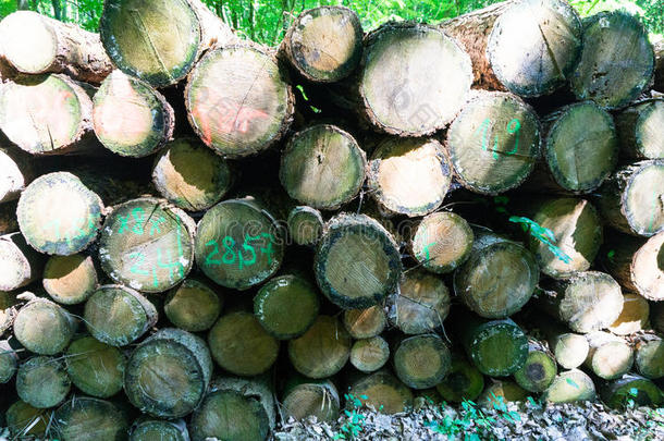 摔倒砍伐森林森林管理员林业