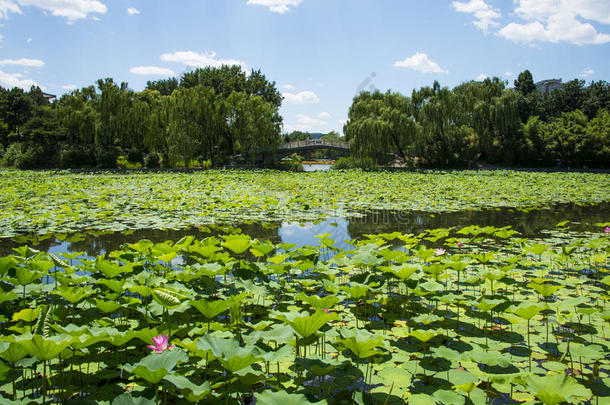亚洲中国，北京，紫竹园公园，夏季荷花池