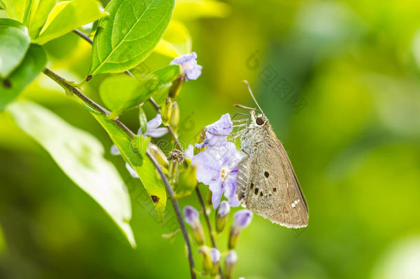 鲍博金<strong>奈拉</strong>(Hesperiidae)蝴蝶0n花