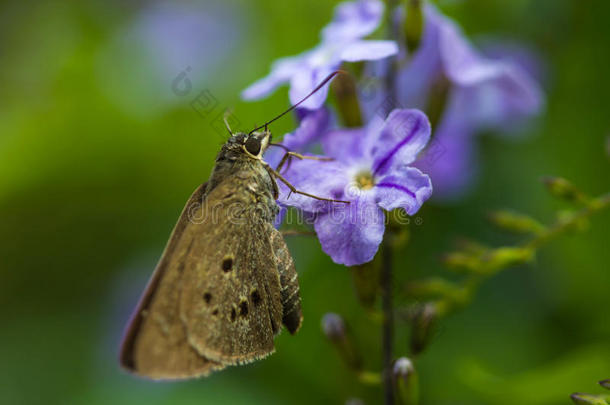 鲍博金奈拉(Hesperiidae)蝴<strong>蝶</strong>0n花