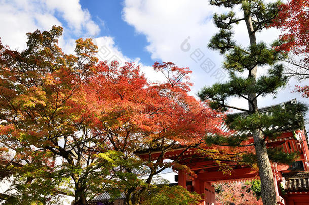 秋叶的颜色和寺庙的红色大门，日本京都。