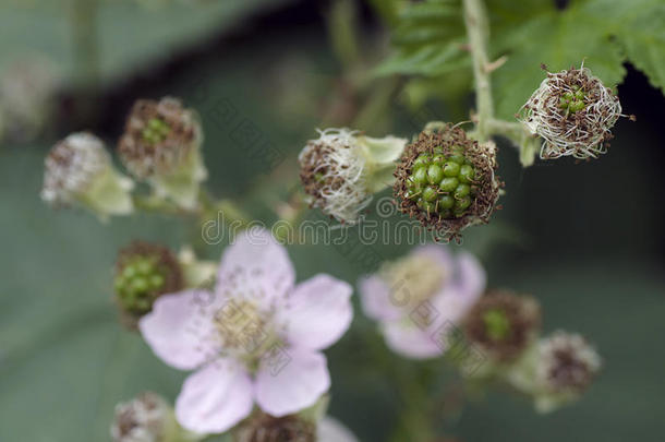 花和绿色胚芽果实黑莓