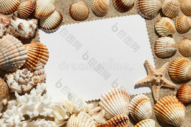 空荡荡的白色卡片上有异国情调的贝壳，躺在沙滩上，夏天阳光明媚的背景上。