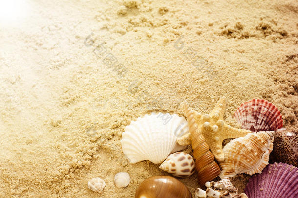 沙子上有不同的贝壳。 夏天的海滩背景。 假期海报的概念