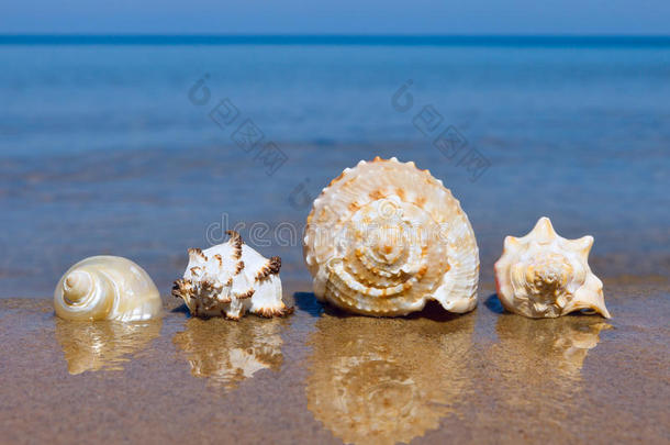 异国情调的贝壳躺在潮湿的沙子上，在夏天的大海的背景上。
