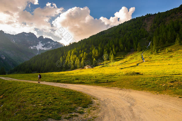 在田园风光中徒步旅行的背包客。夏季冒险和探索阿尔卑斯山，穿过盛开的草地和绿色的林地