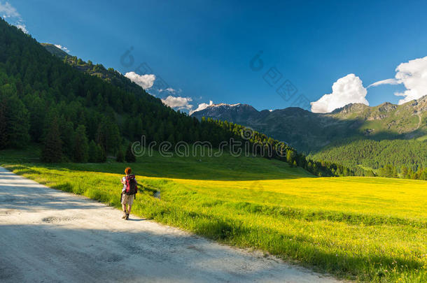 在田园风光中徒步旅行的背包客。夏季冒险和探索阿尔卑斯山，穿过盛开的草地和绿色的林地