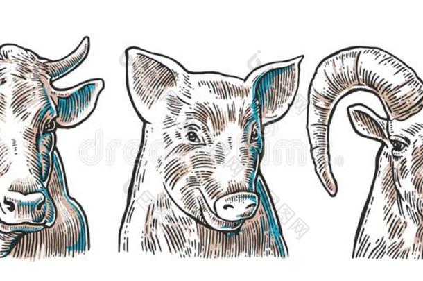 农场动物图标集。 猪、牛和山羊头在白色背景上分离。