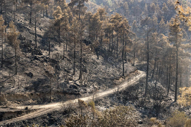 森林火灾后的环境破坏