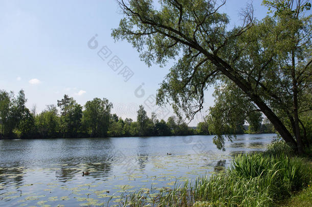 鸭子在夏天在河里游泳。 阿尔汉格尔斯克村。 俄罗斯。