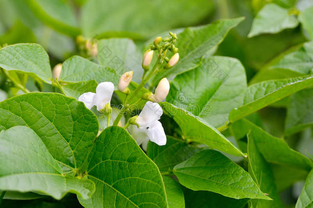 农业豆钟开花植物学的