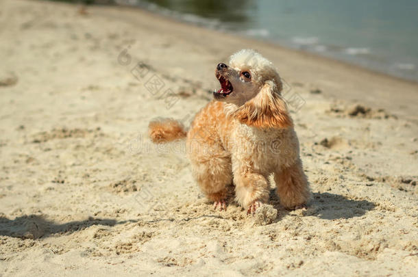 愤怒的吠狗攻击海滩。