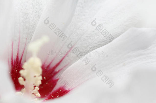 一朵白色小花的特写