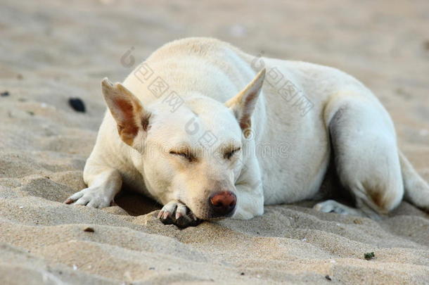 狗在海滩休息