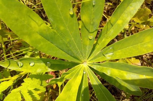 美丽的植物