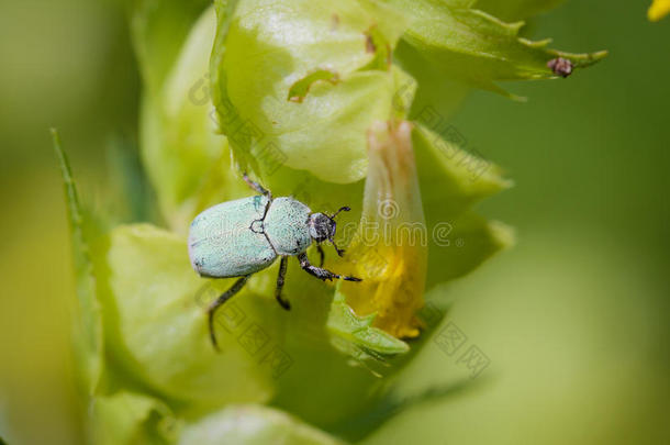 角质动物阿根塔背景甲虫