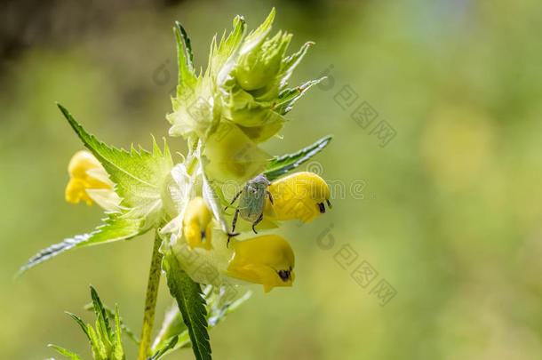 角质动物阿根塔背景甲虫