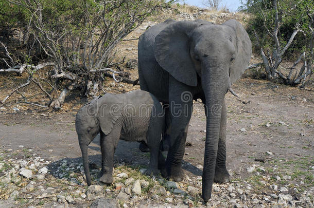 大象牛，小象躲在非洲大草原上的游客面前