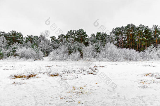 波罗的海蓝色寒冷的十二月环境
