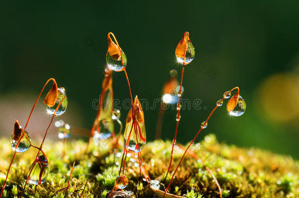 用太阳光束特写苔藓