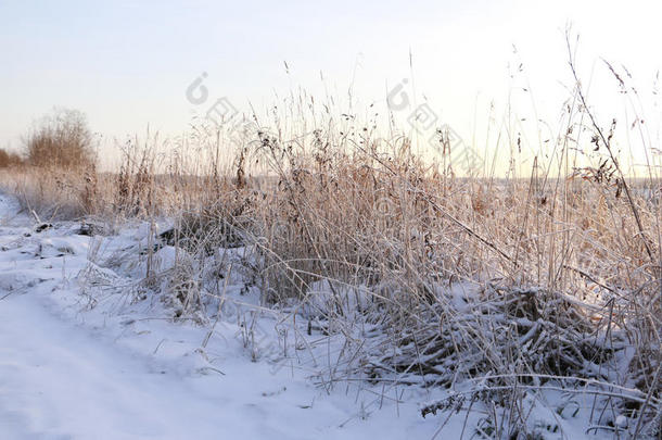 雪和冬天的草