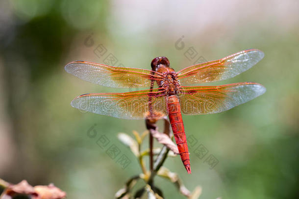 火焰(；鞭炮)；撇嘴(；LibellulaSaturata蜻蜓)；栖息在池塘附近。