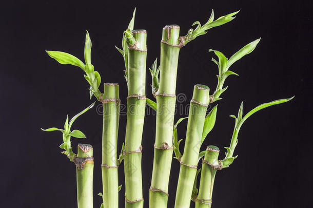 竹子班布植物学的分支藤条