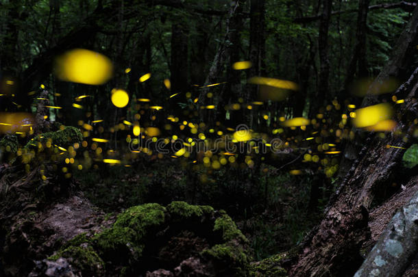 萤火虫。 晚上在森林里有萤火虫。