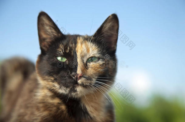 猫猫与不寻常的颜色，半张脸在大自然的背景